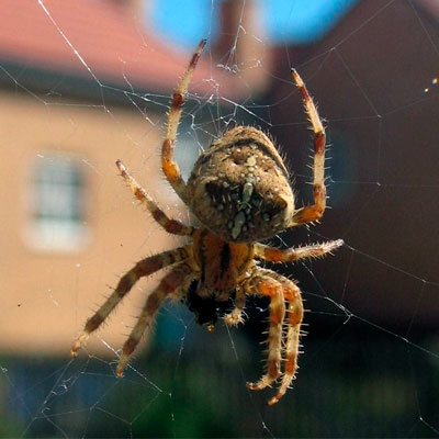 Профессиональная борьба с пауками в Бирске