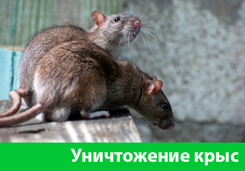 Уничтожение крыс в городе Бирск