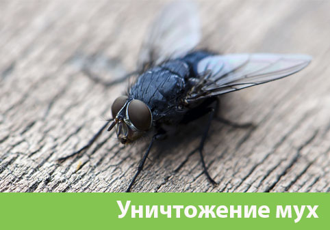 Уничтожение мух в городе Бирск