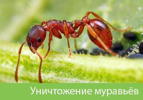 Уничтожение муравьёв в городе Бирск