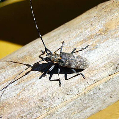 Уничтожение насекомых на всех стадиях развития в Бирске